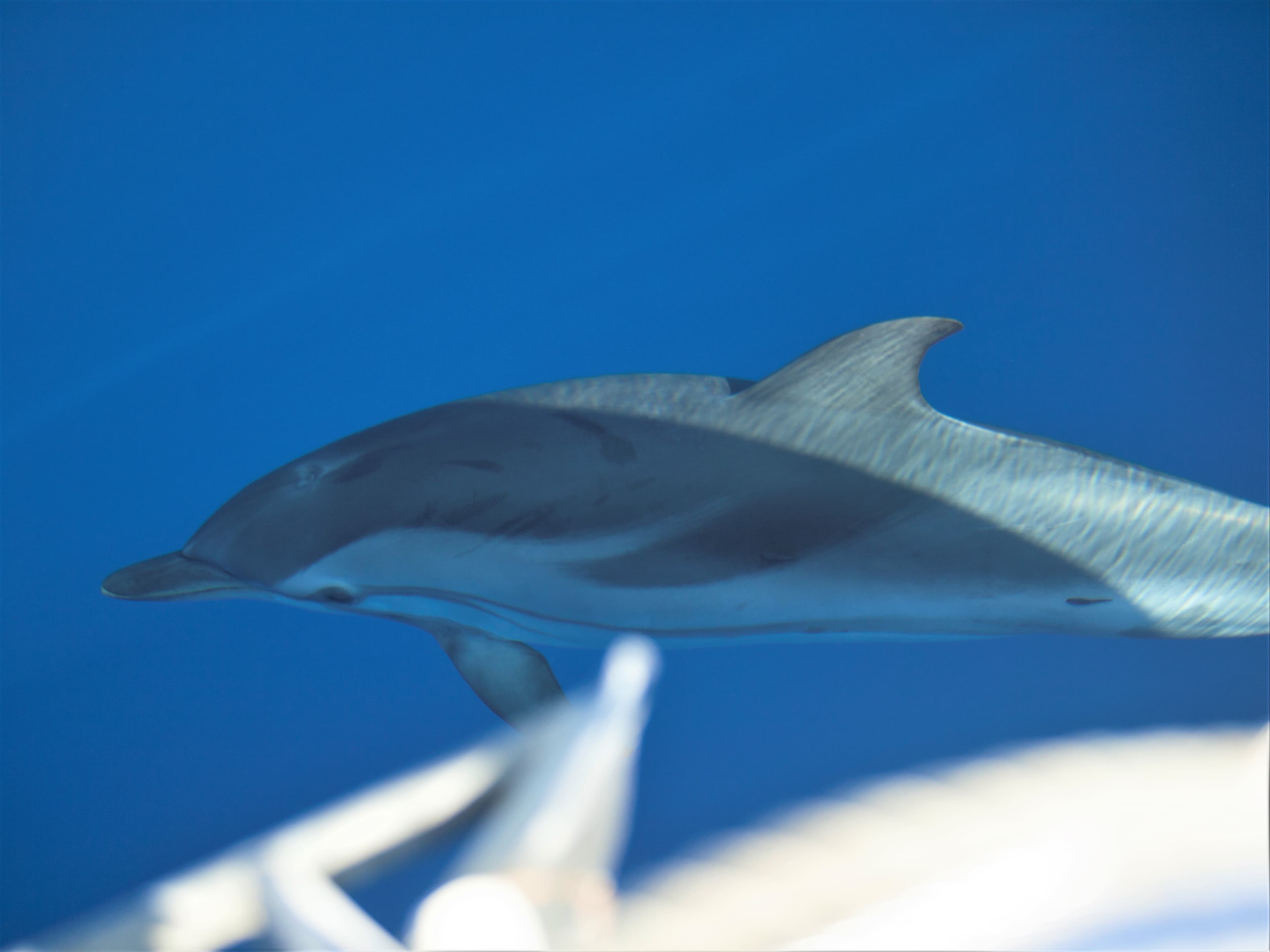 © Dafni Panteloglou